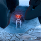 Image for article titled Russian Scientists Grip Heads In Agony As Telepathic Laika The Dog Emerges From Smoldering Crater